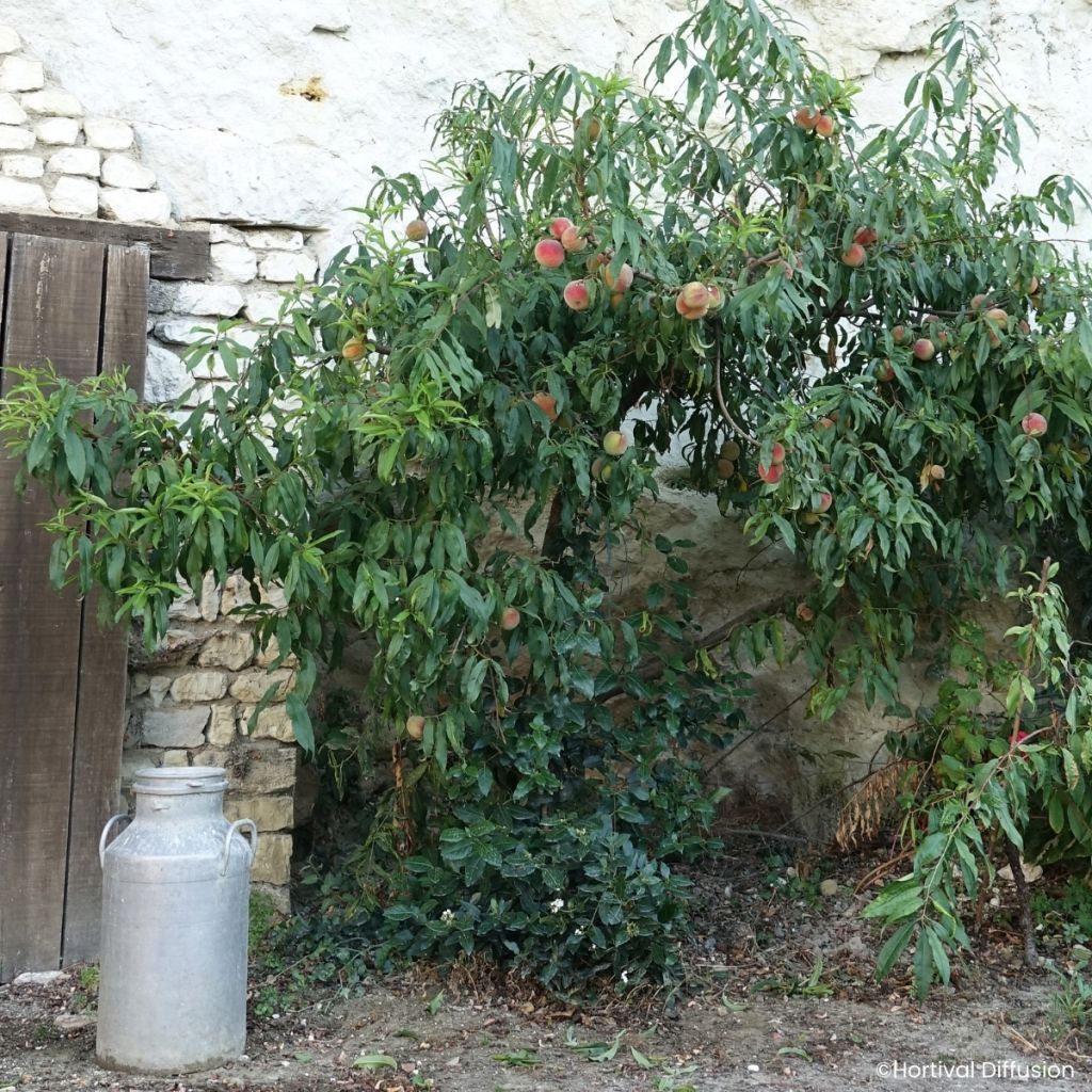 Prunus persica Golden Caesar - Peach tree