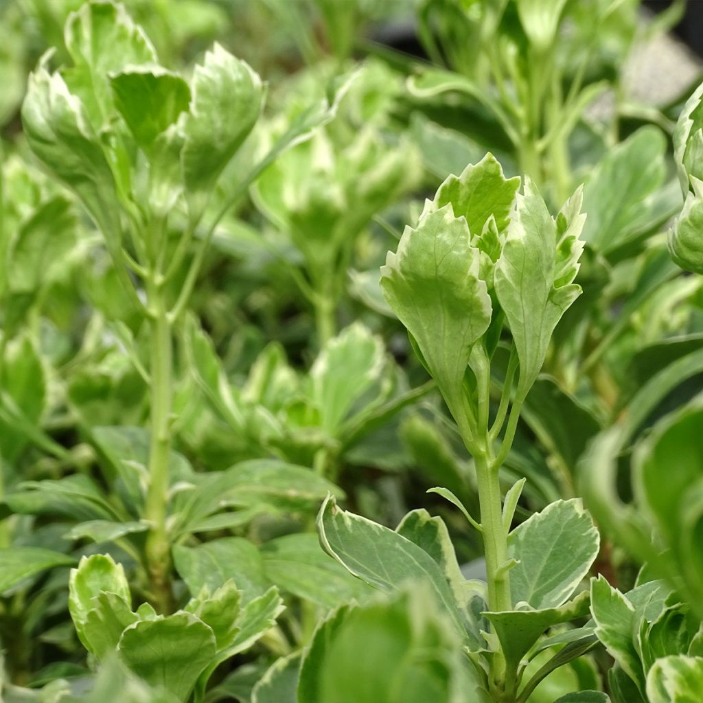Pachysandra terminalis Variegata - Japanese Spurge