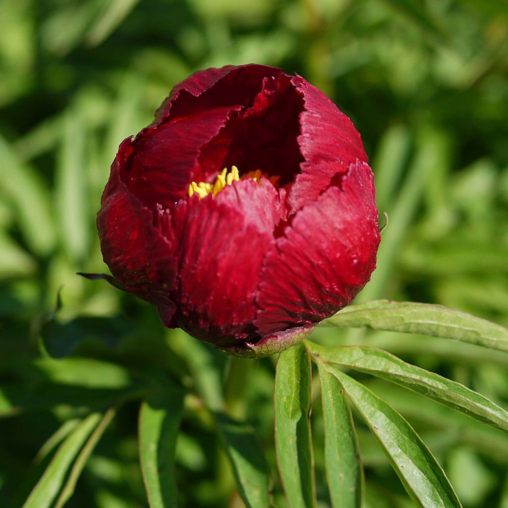 Paeonia tenuifolia Early Scout