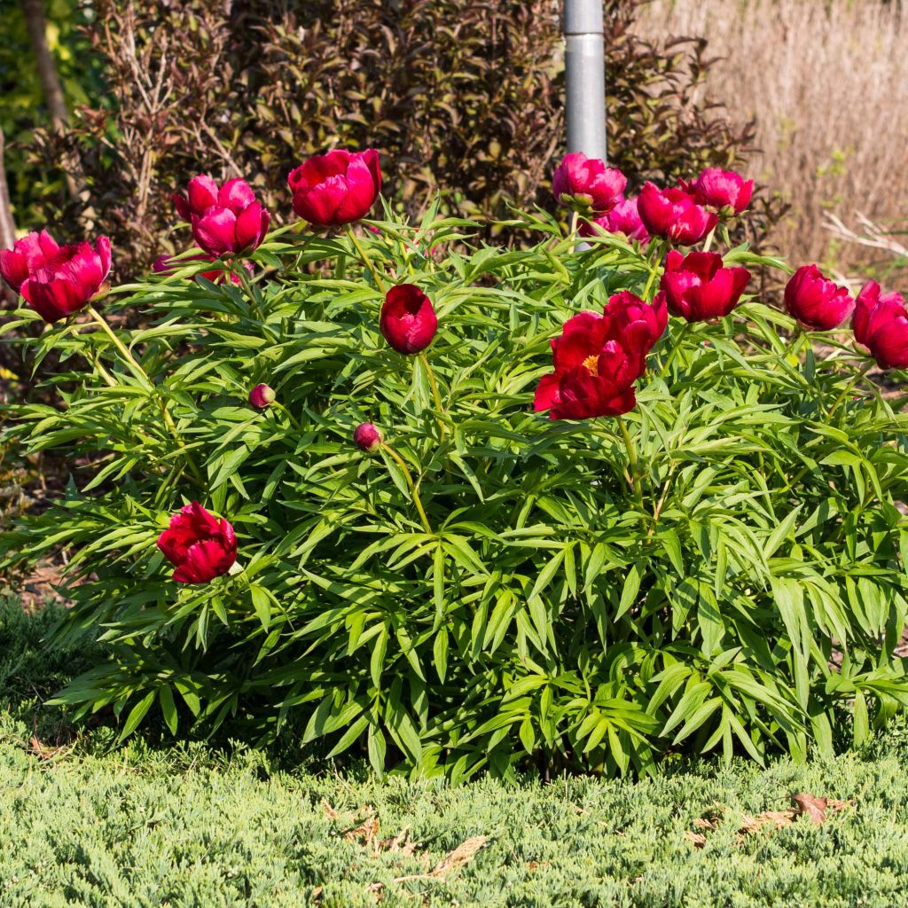 Paeonia tenuifolia Early Scout