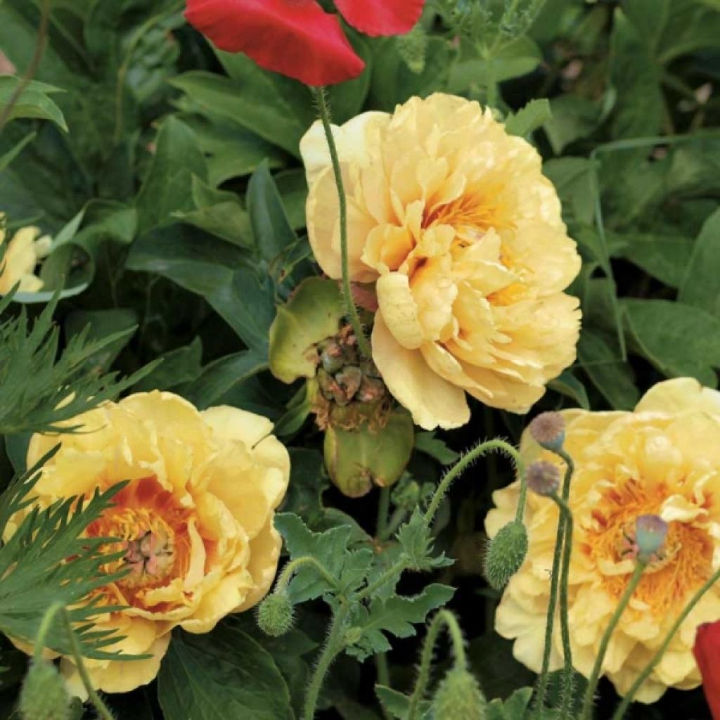 Paeonia Itoh Garden Treasure
