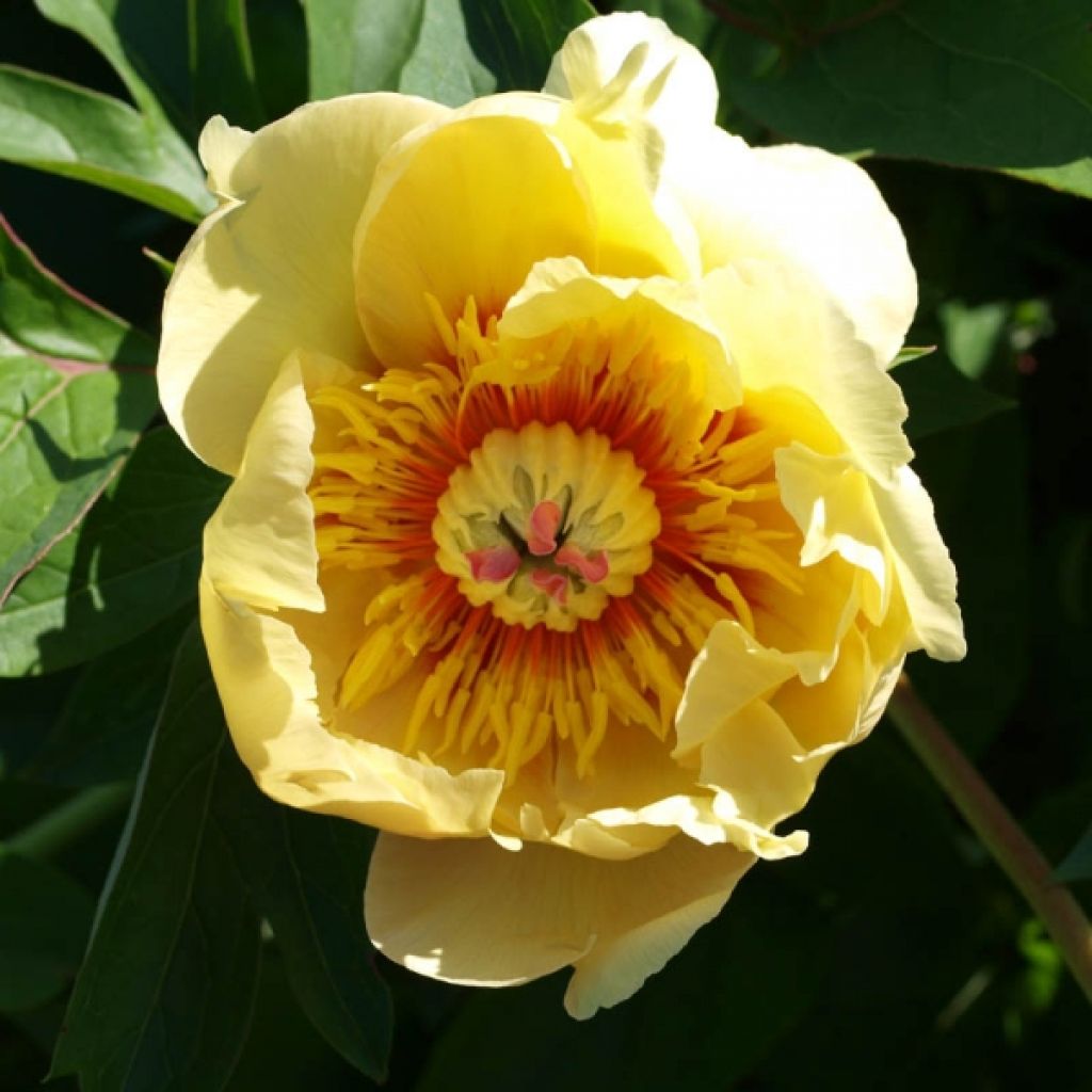 Paeonia Itoh Garden Treasure