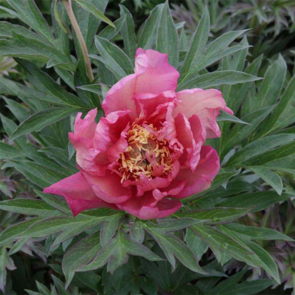 Paeonia Itoh Julia Rose