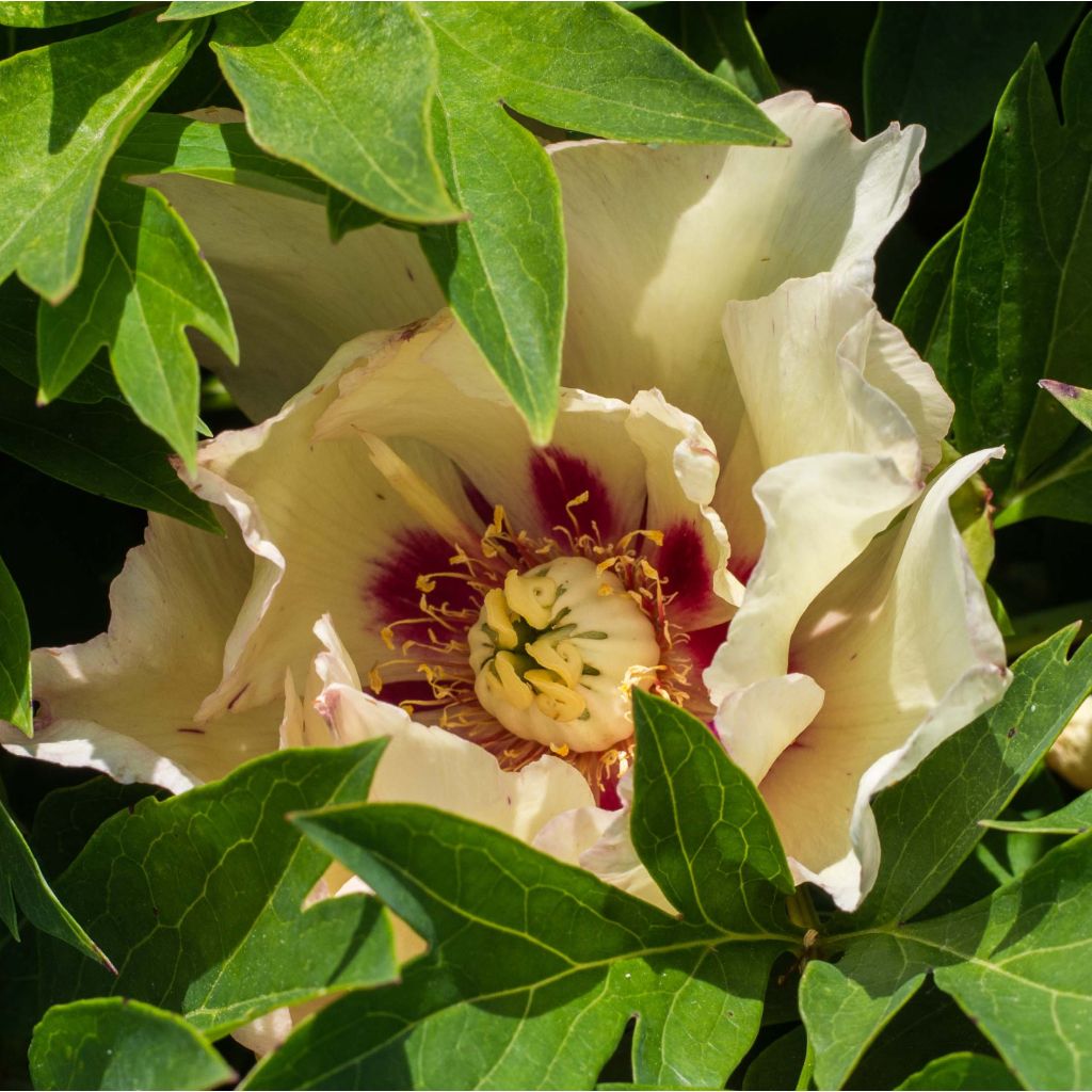 Paeonia Itoh Pastel Splendour