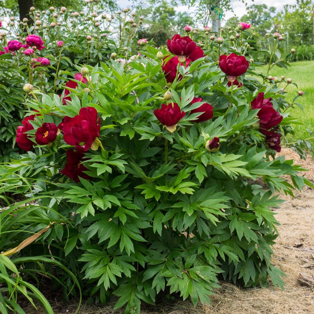 Paeonia x Itoh Scarlet Heaven