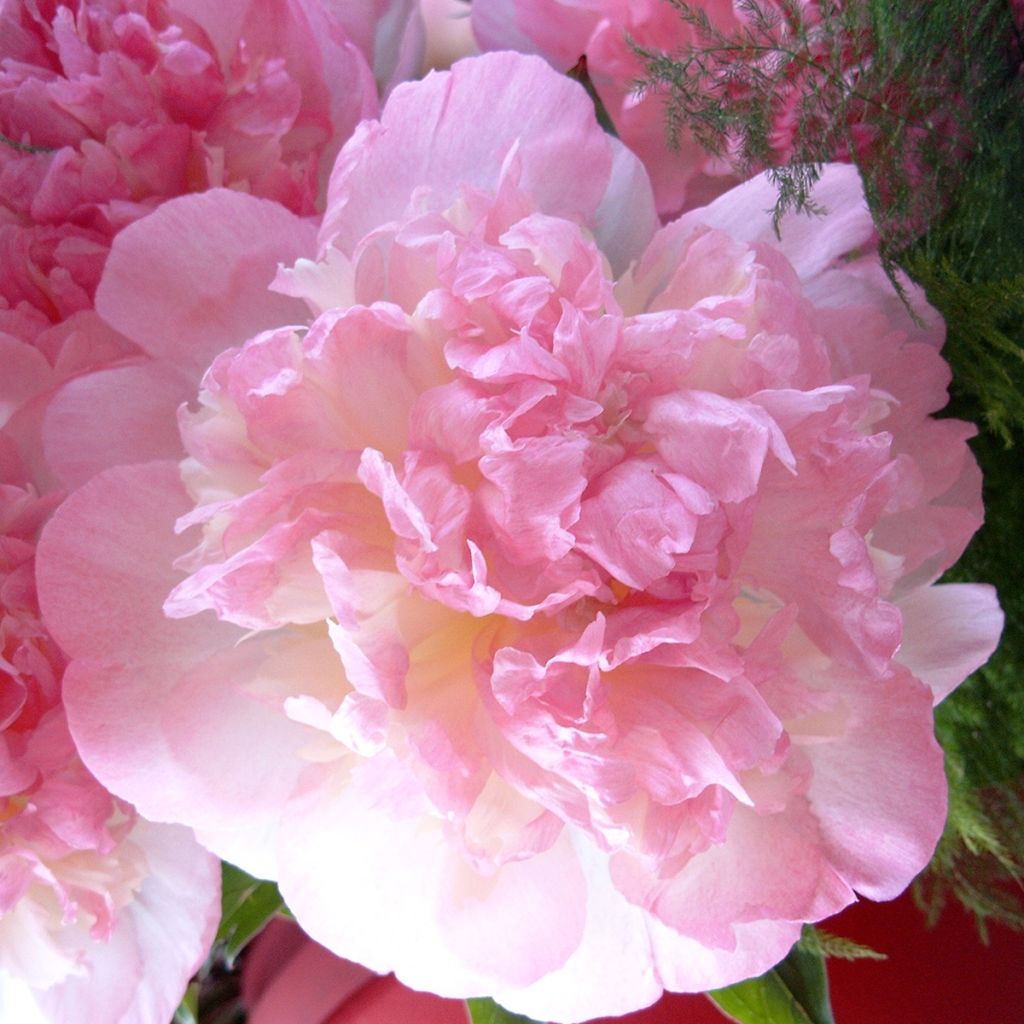 Paeonia lactiflora Raspberry Sunday