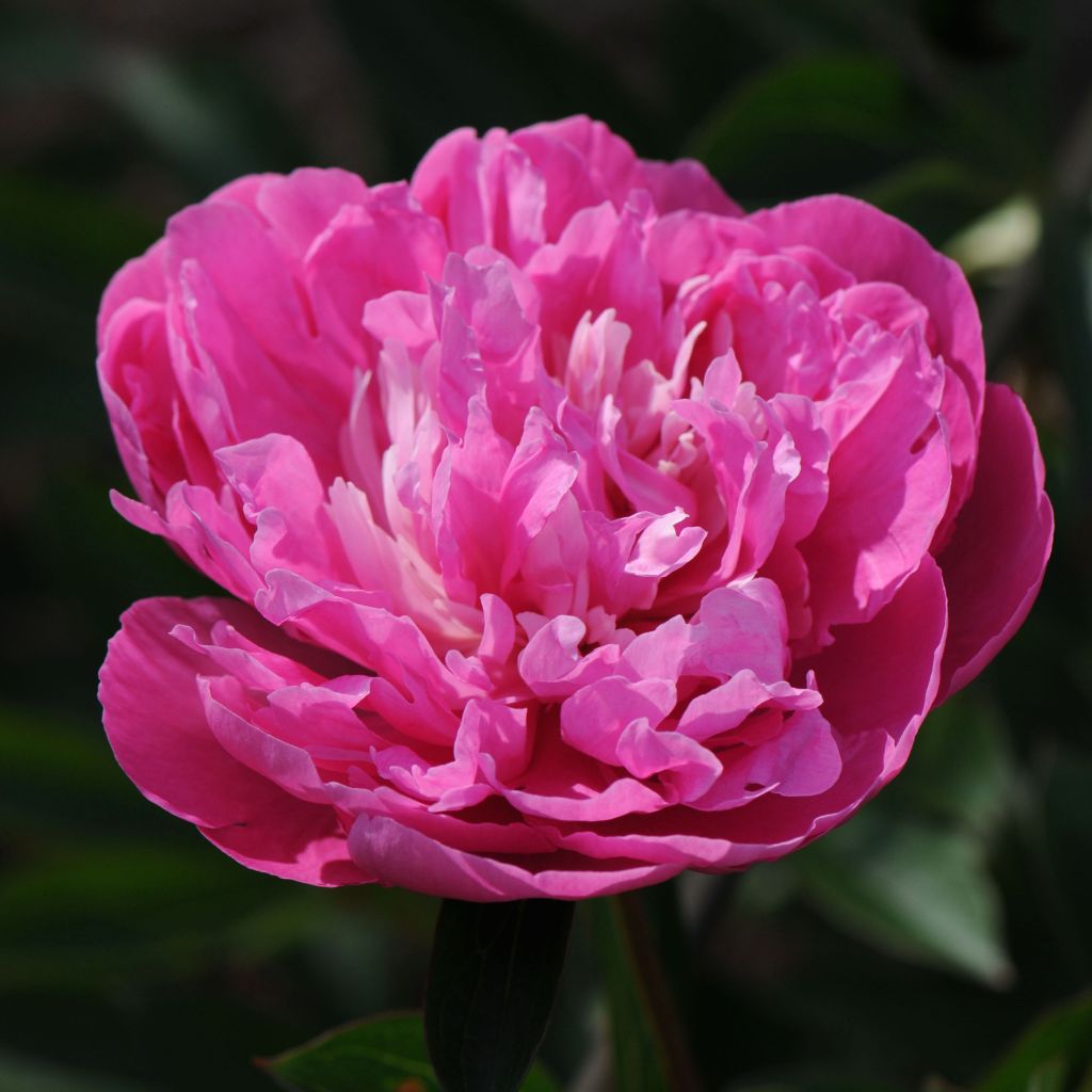 Paeonia lactiflora Amabilis