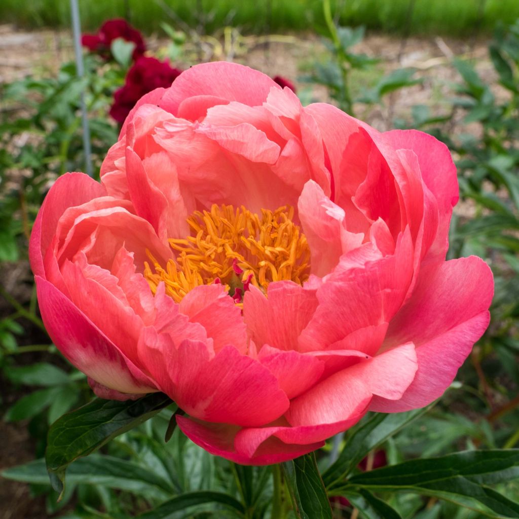Paeonia lactiflora Coral Charm