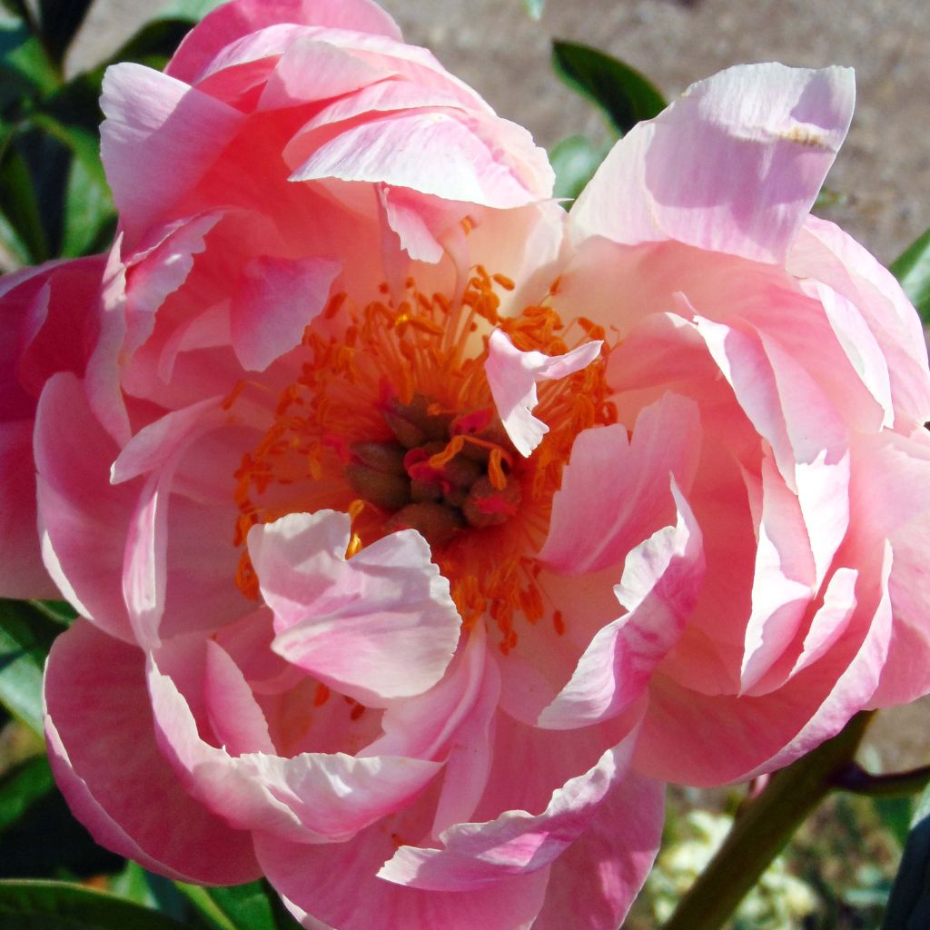 Paeonia lactiflora Coral Charm