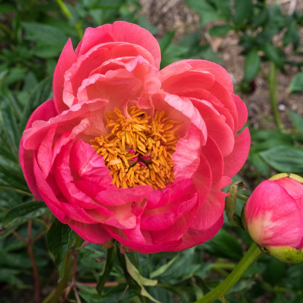 Paeonia lactiflora Coral Charm