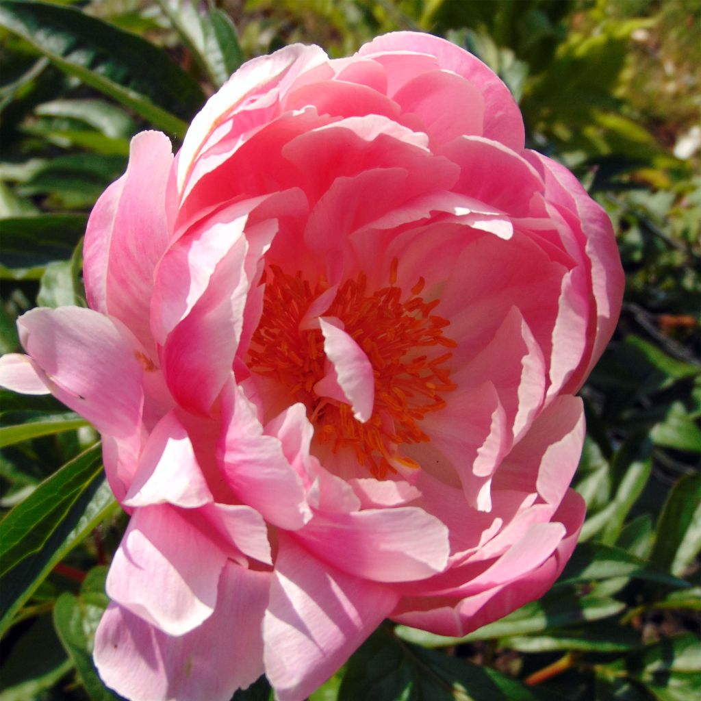Paeonia lactiflora Coral Charm