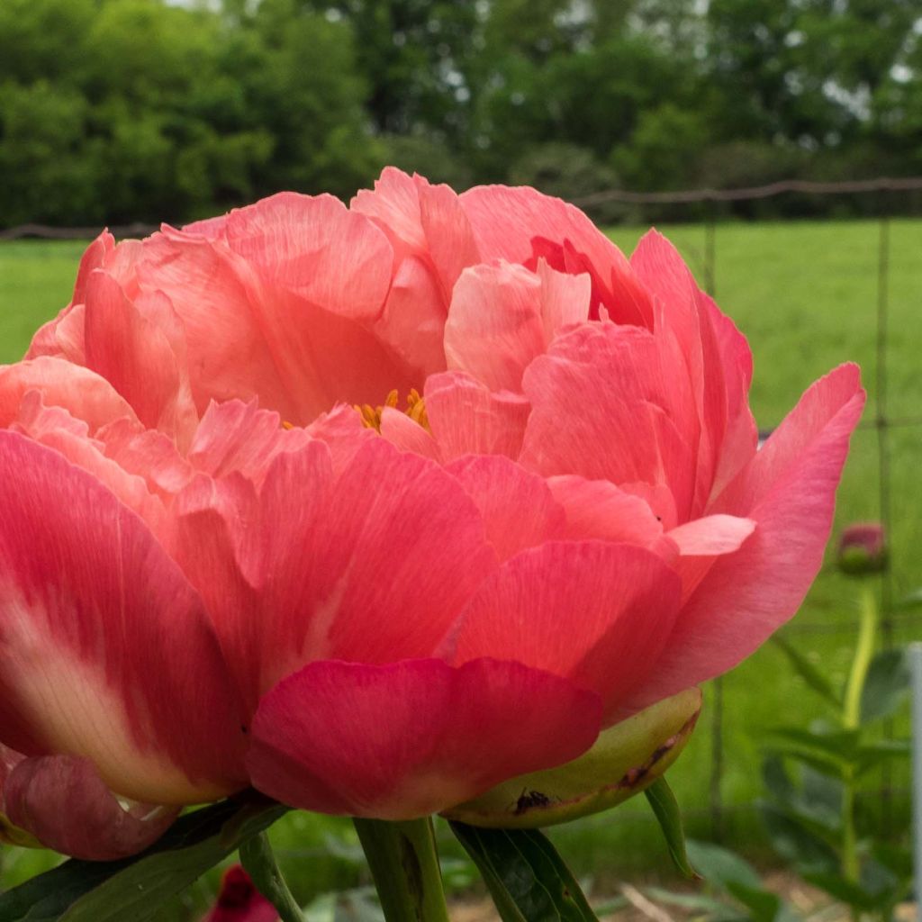 Paeonia lactiflora Coral Charm