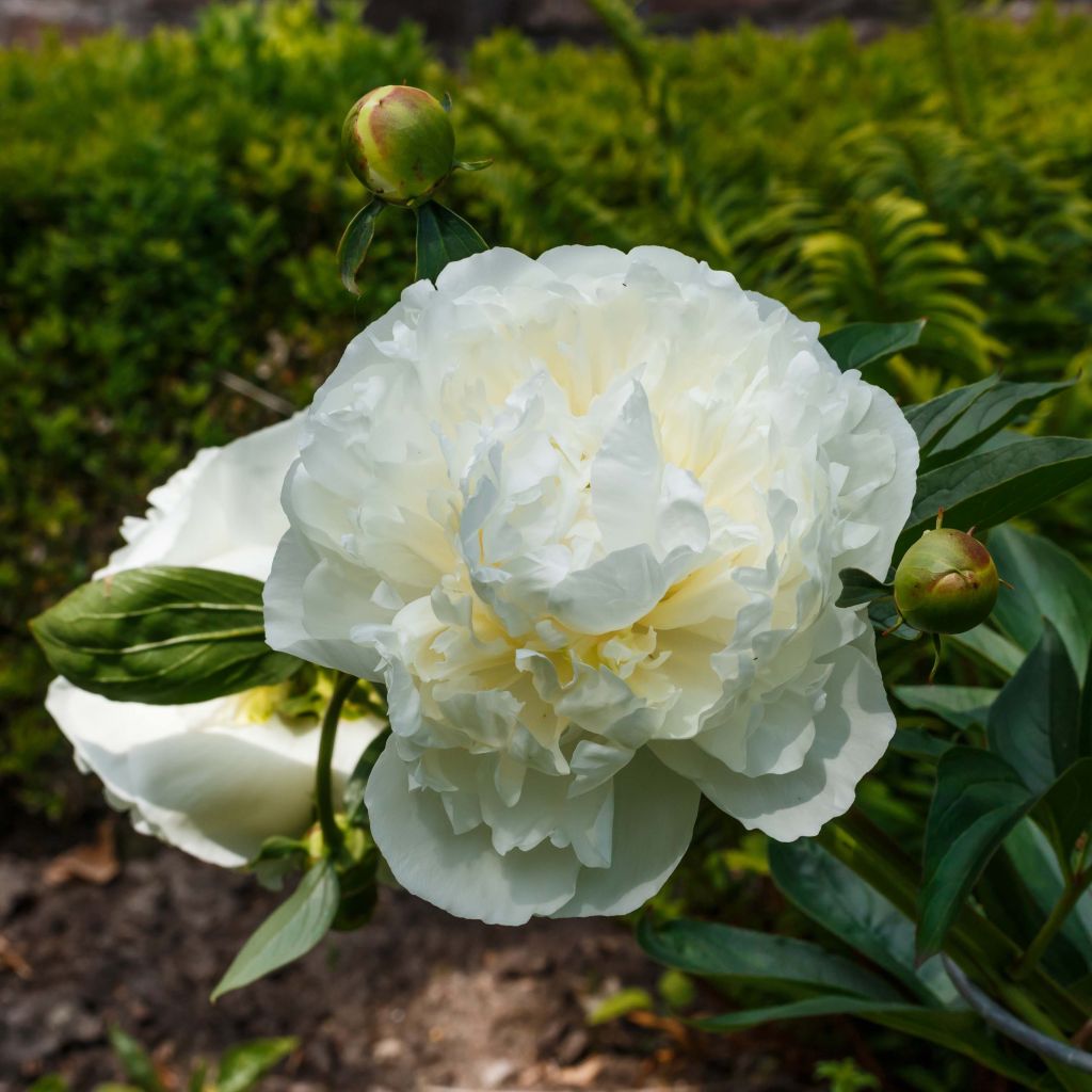 Paeonia lactiflora Duchesse de Nemours