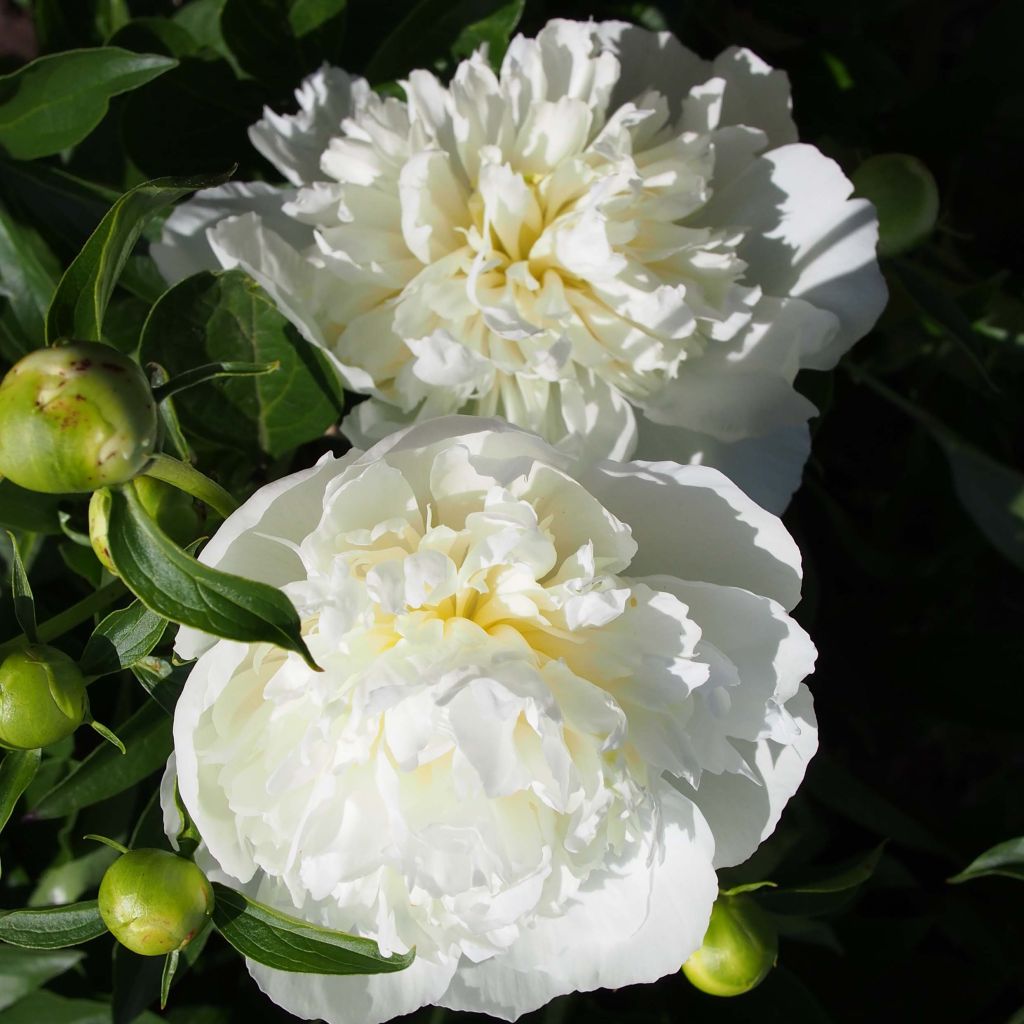 Paeonia lactiflora Duchesse de Nemours