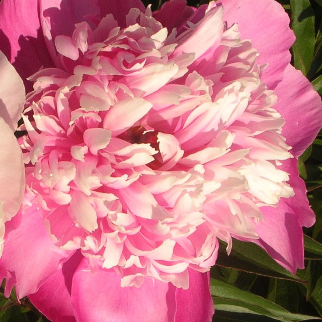 Paeonia lactiflora Edulis Superba