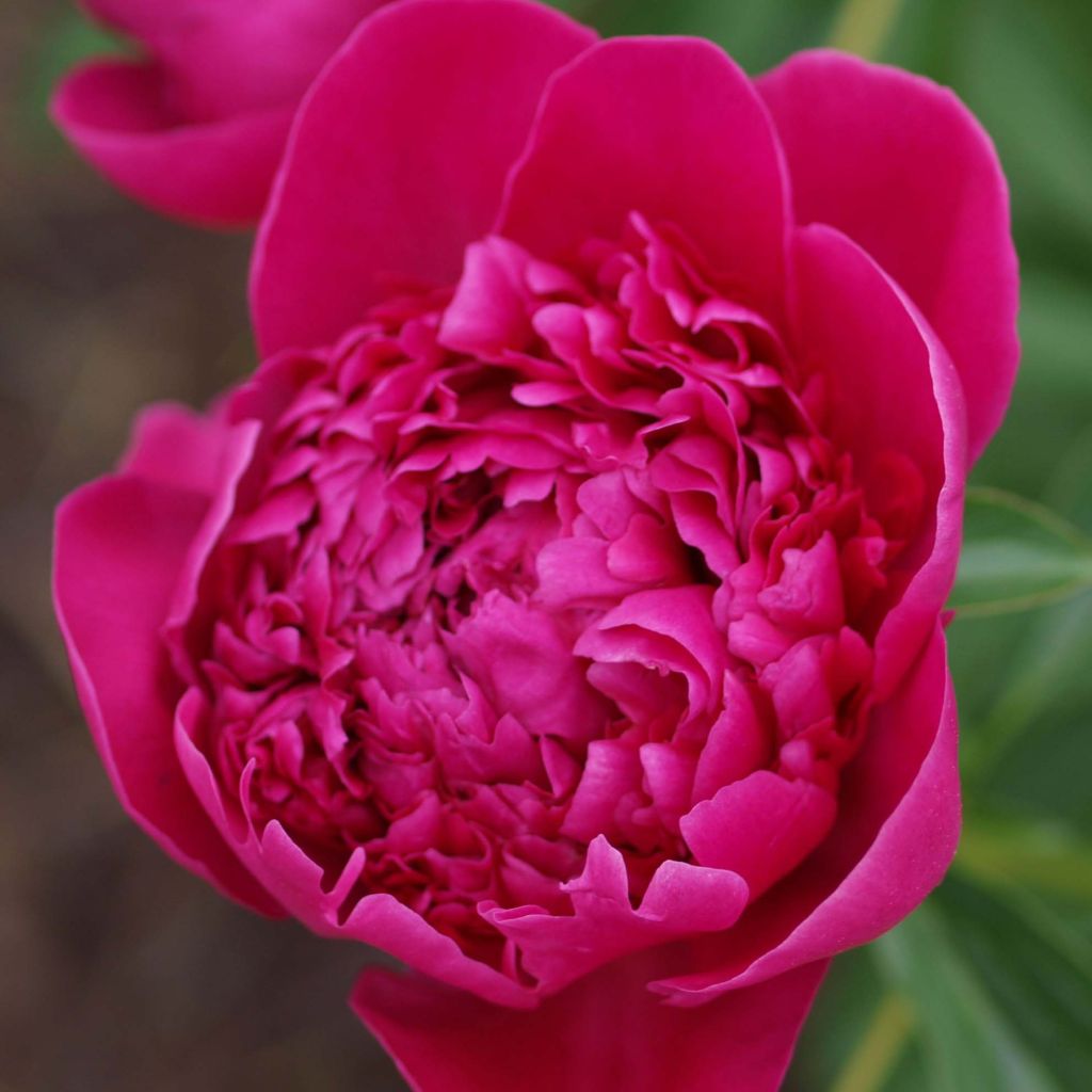 Paeonia lactiflora Felix Crousse