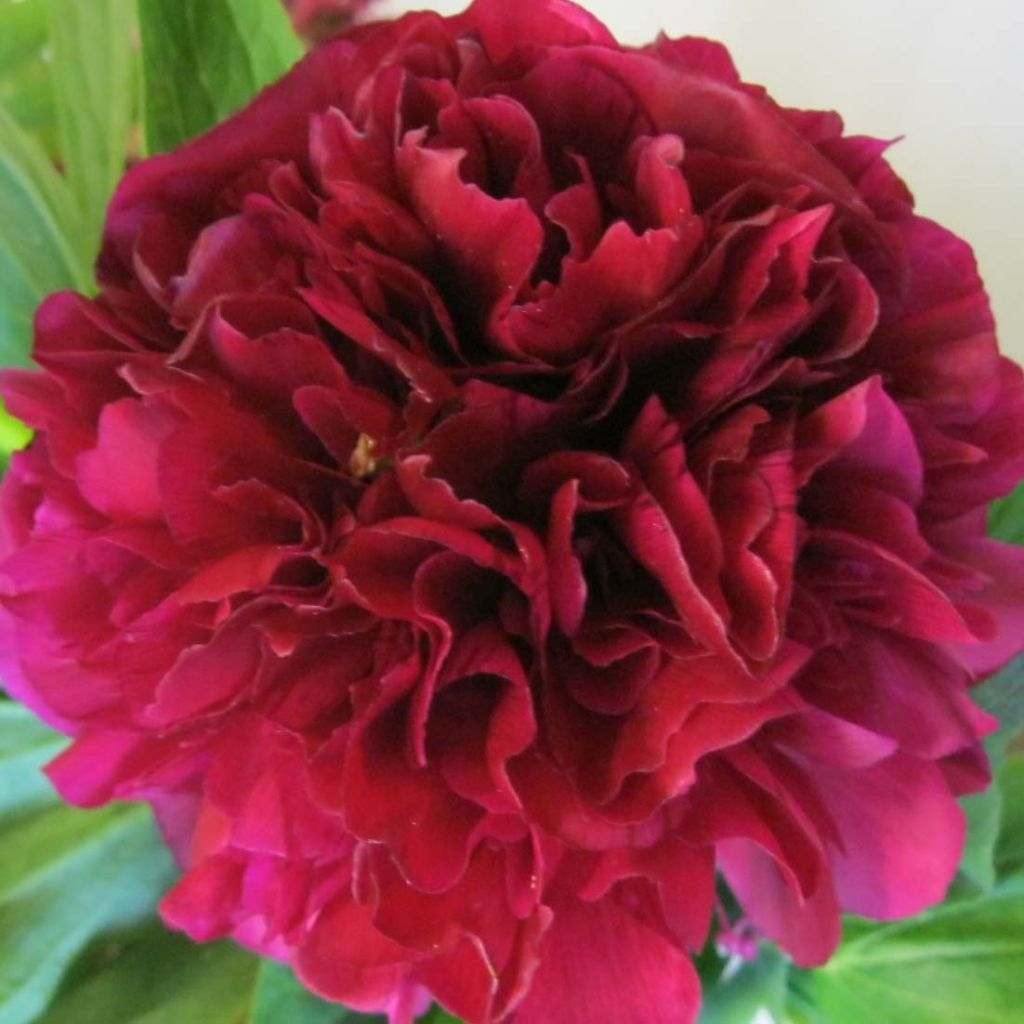 Paeonia lactiflora Felix Crousse