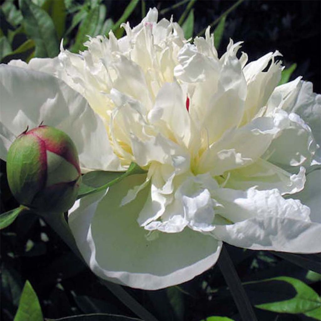 Paeonia lactiflora Immaculée