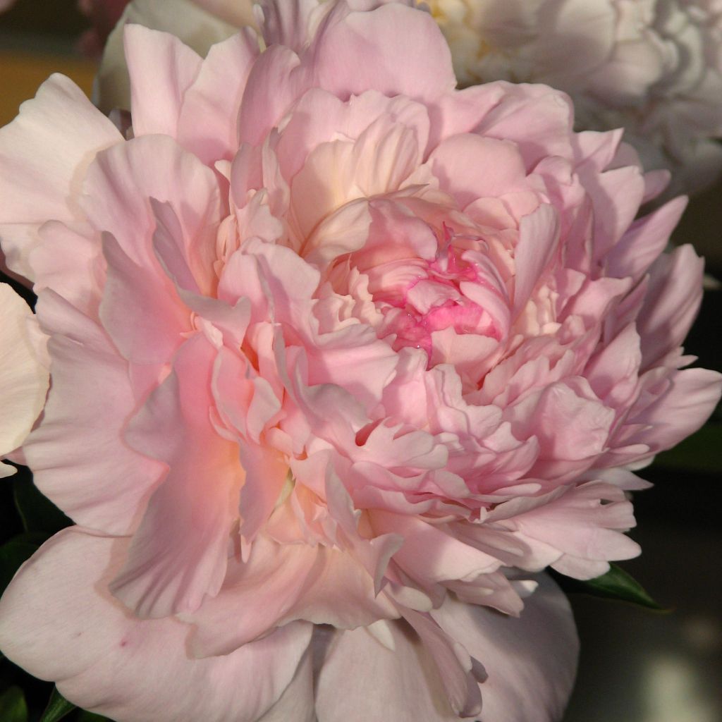 Paeonia lactiflora Madame Calot