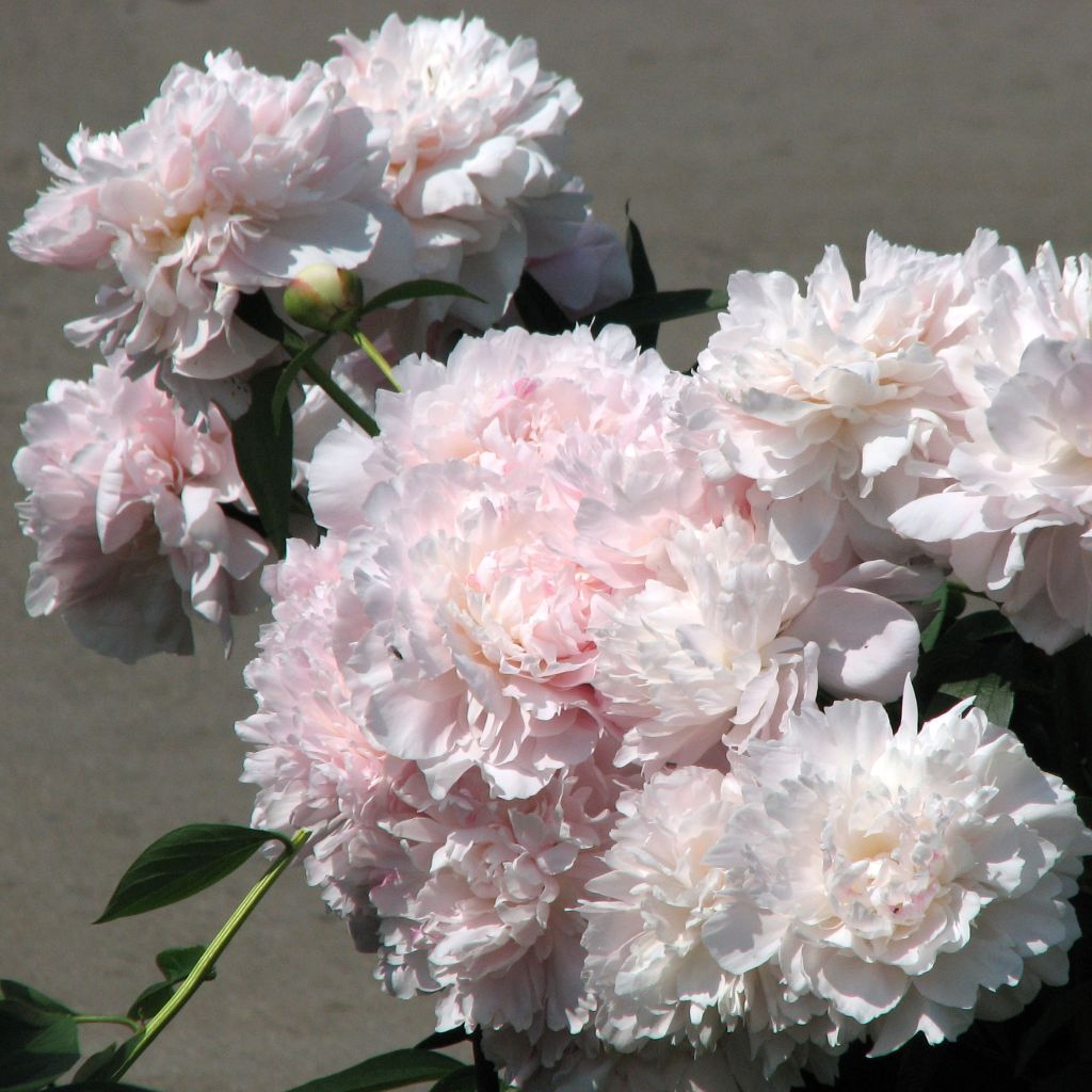 Paeonia lactiflora Madame Calot