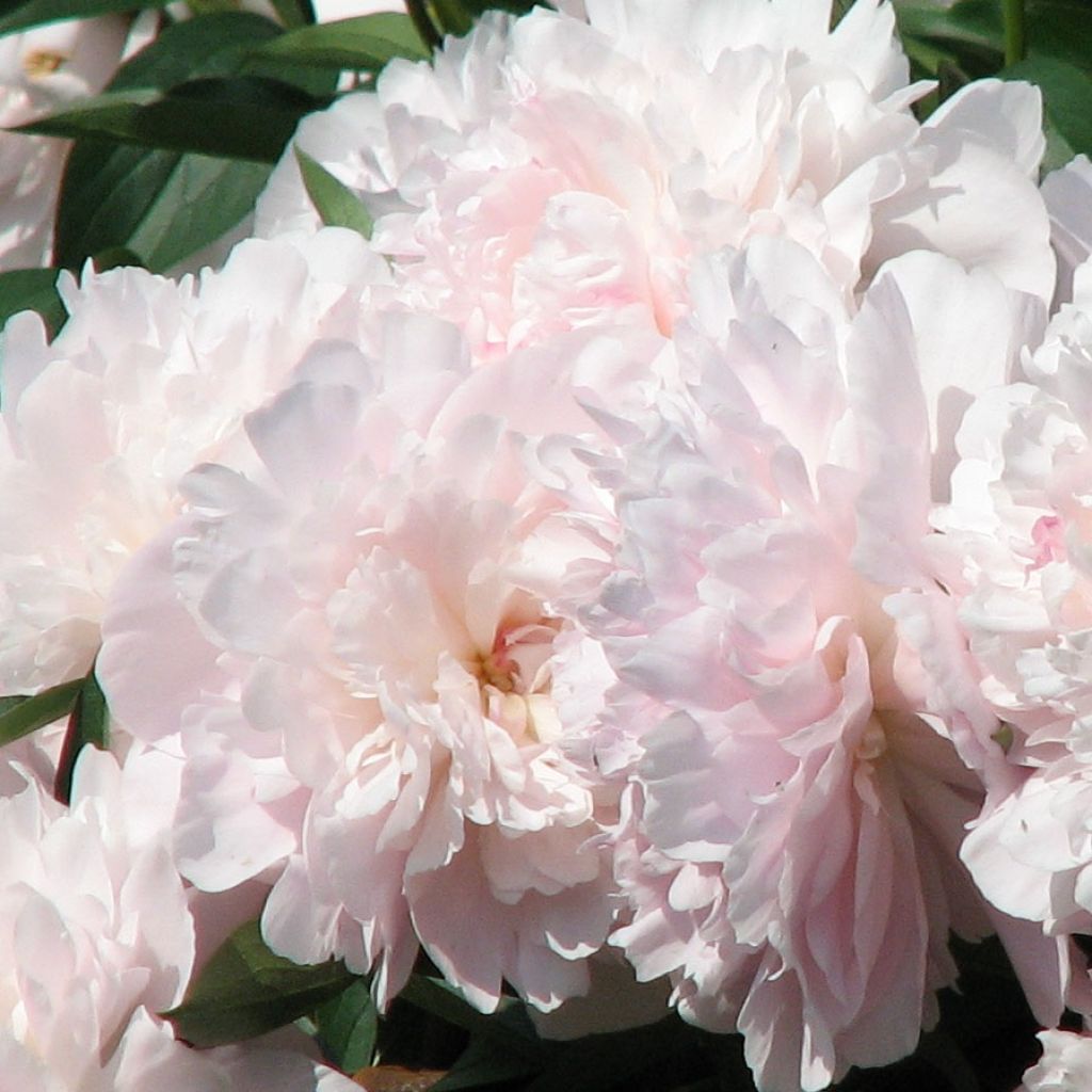Paeonia lactiflora Madame Calot