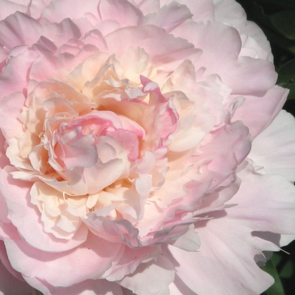 Paeonia lactiflora Madame Calot