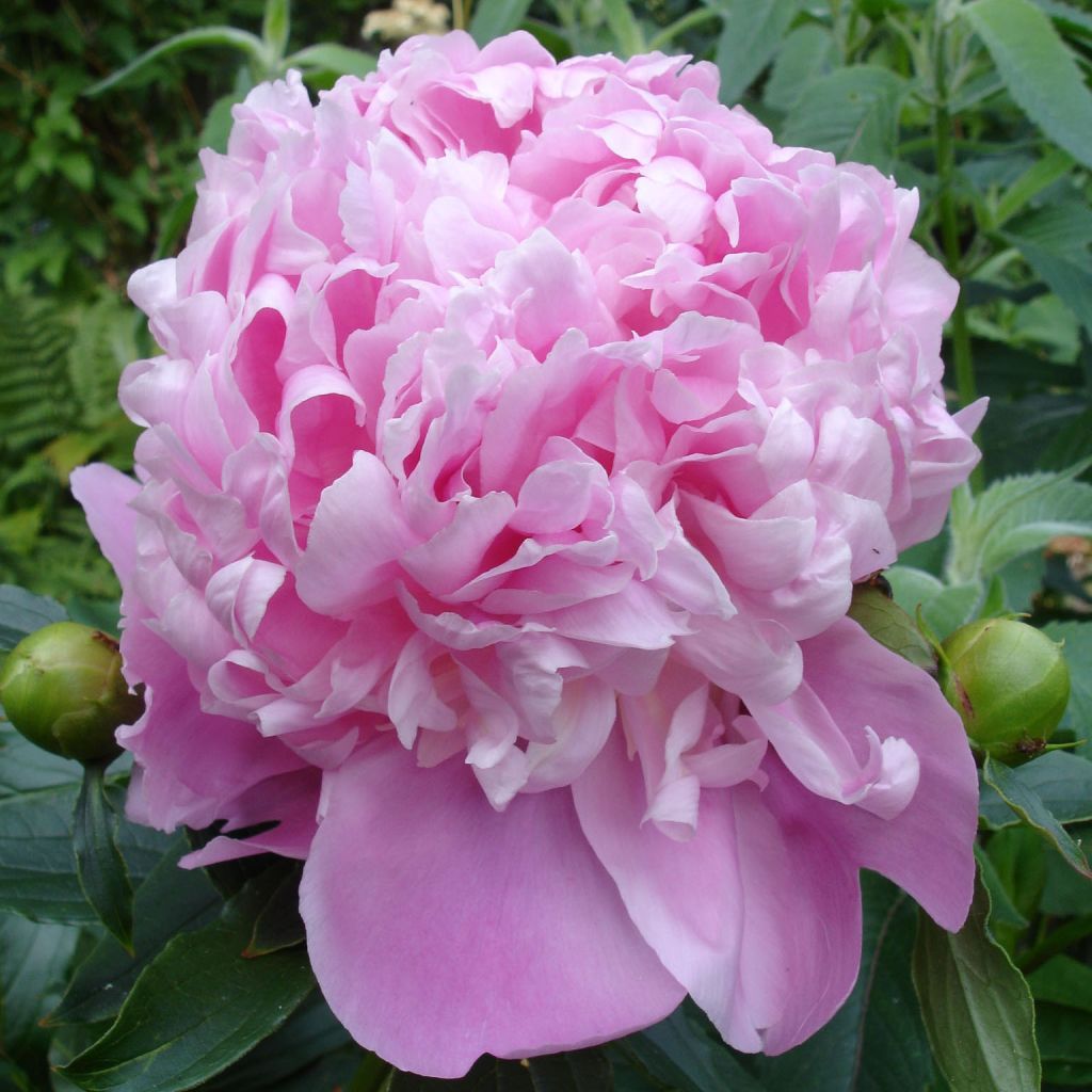 Paeonia x lactiflora Monsieur Jules Elie