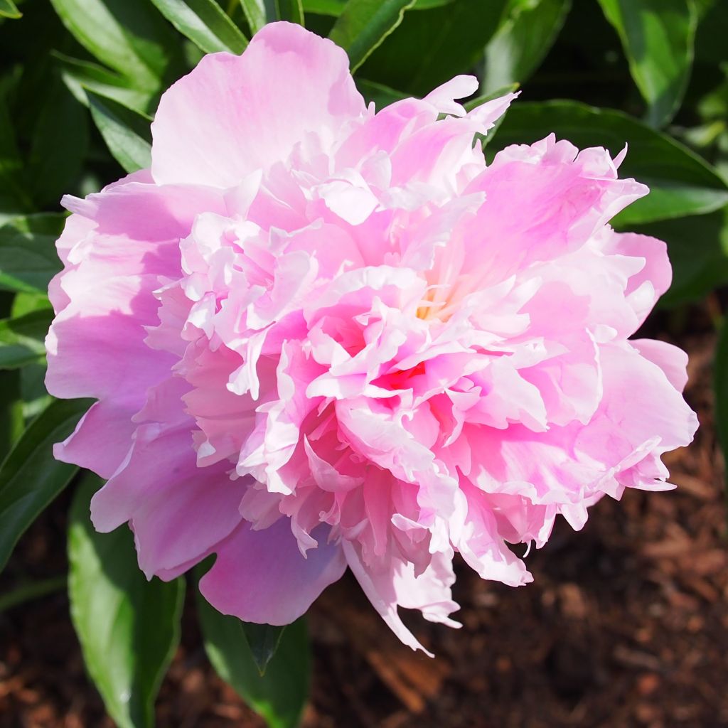 Paeonia x lactiflora Monsieur Jules Elie