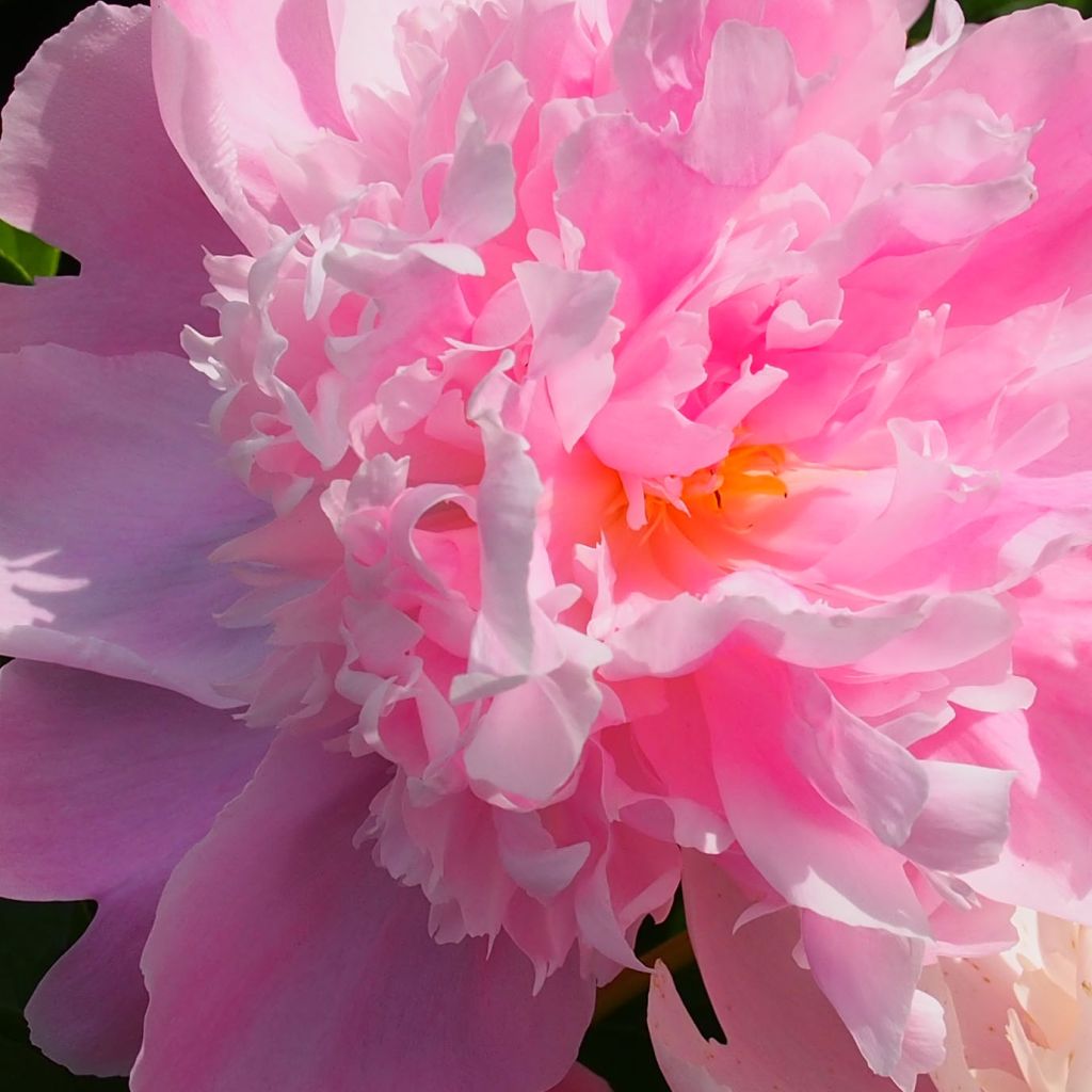 Paeonia x lactiflora Monsieur Jules Elie