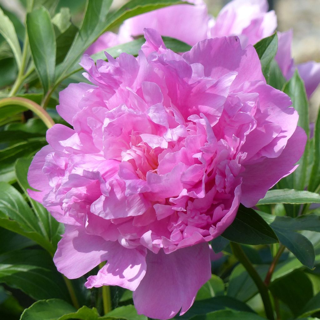 Paeonia x lactiflora Monsieur Jules Elie