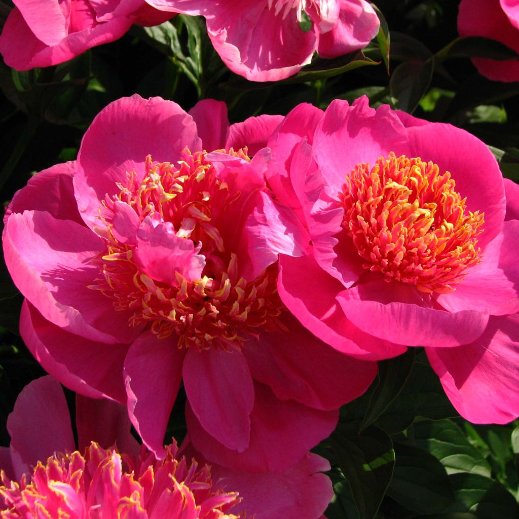 Paeonia x lactiflora Neon