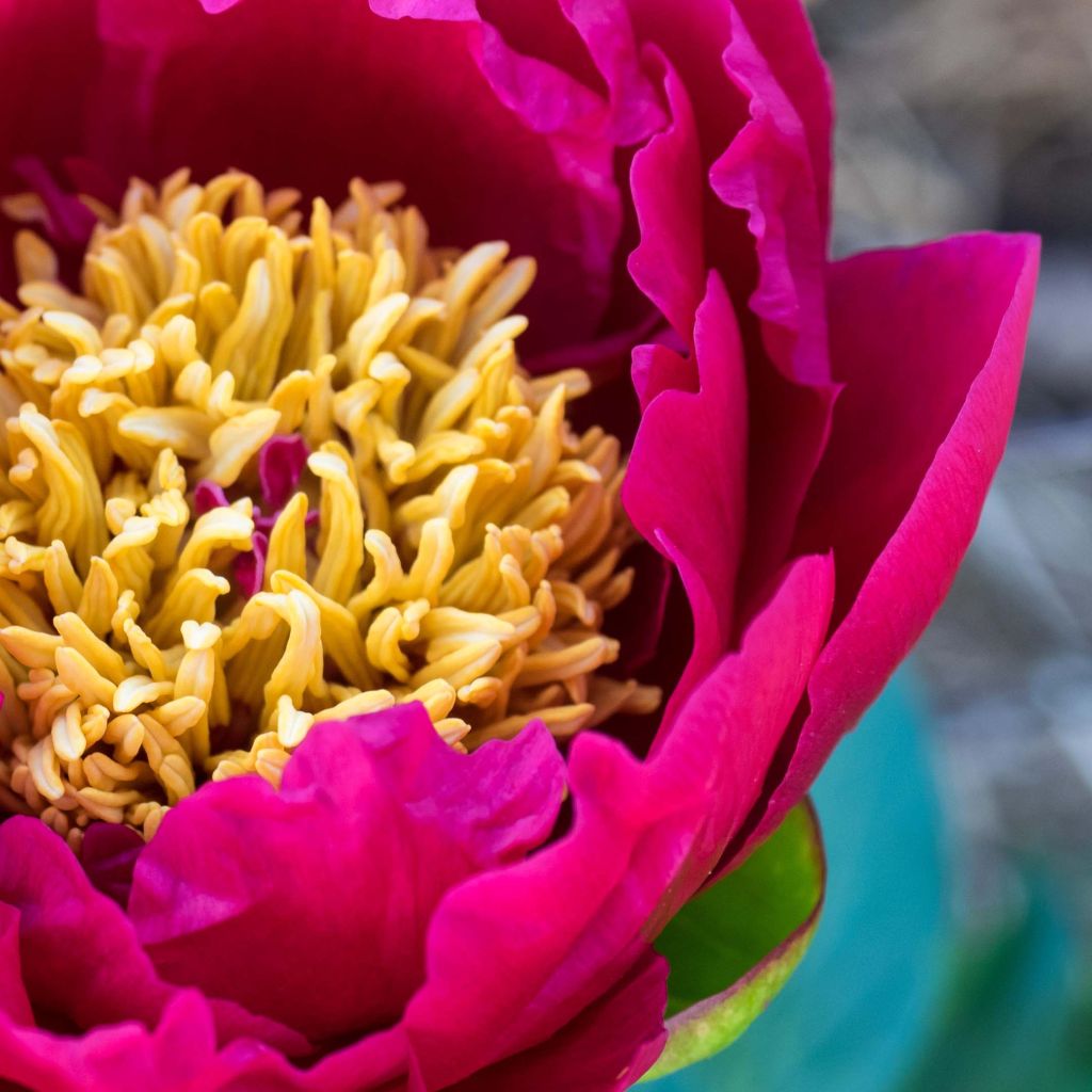Paeonia lactiflora Nippon Beauty - Garden Peony