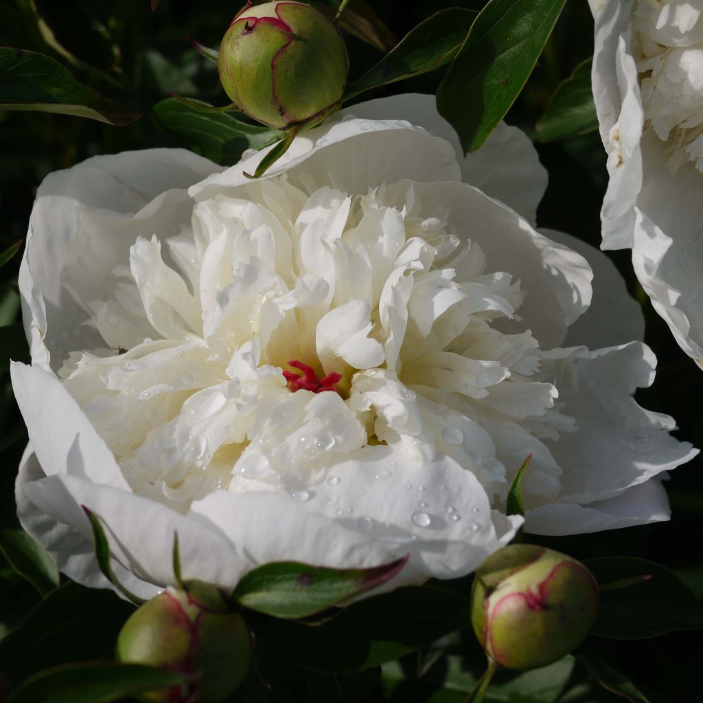 Paeonia lactiflora Primevere - Garden Peony