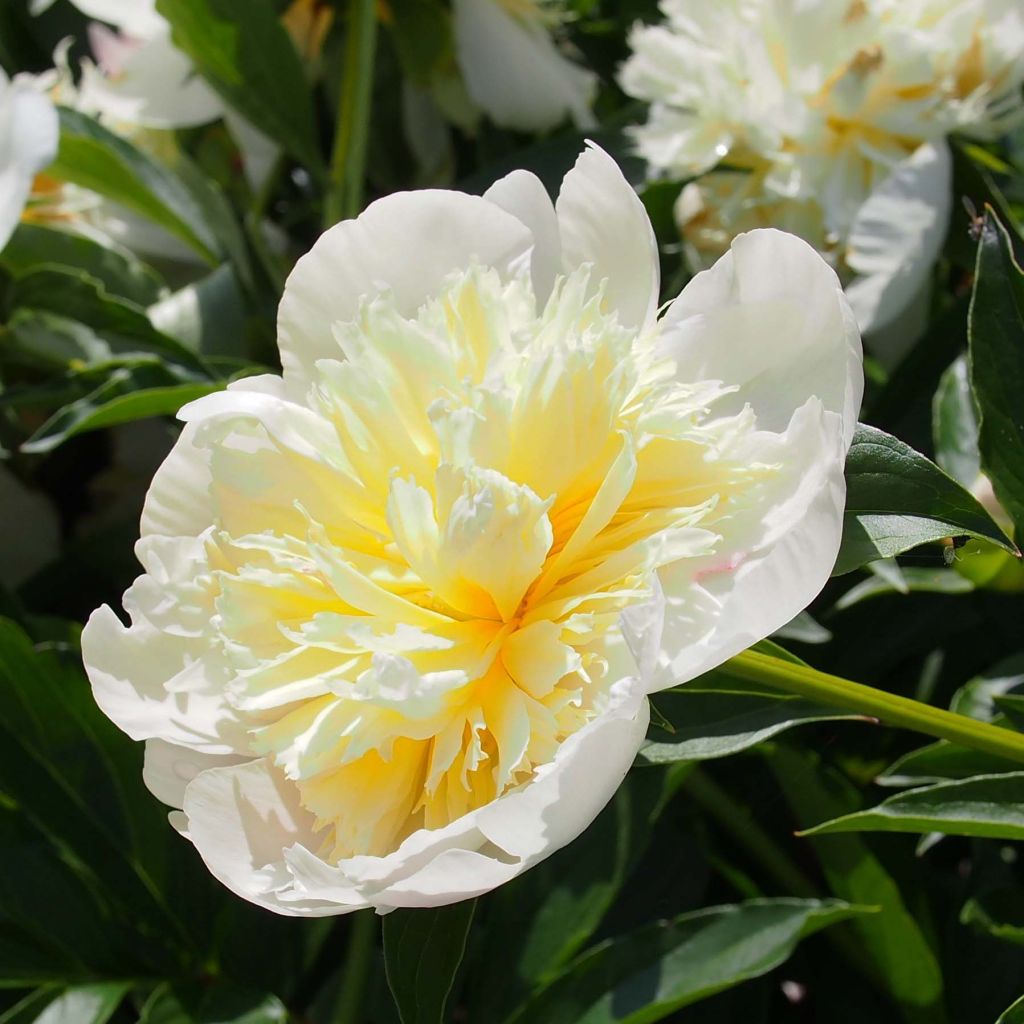 Paeonia lactiflora Primevere - Garden Peony