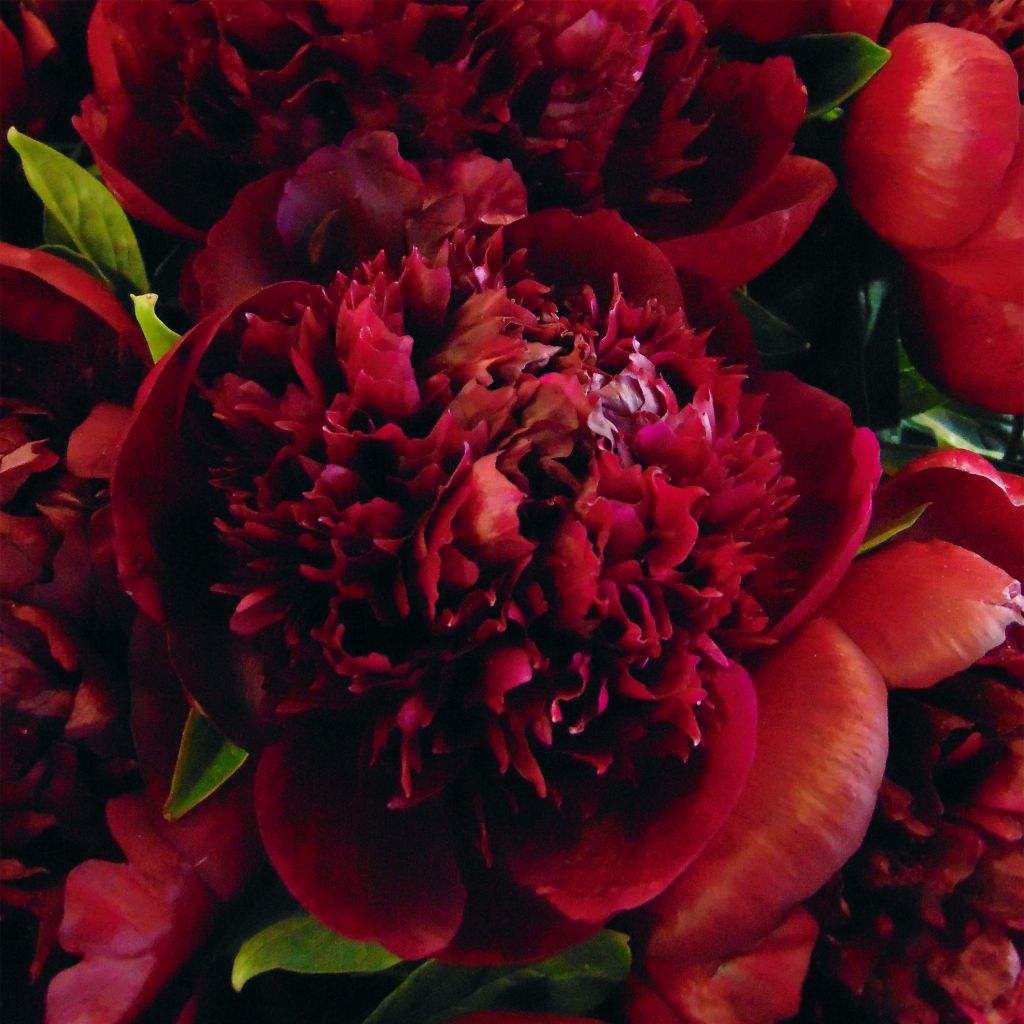 Paeonia lactiflora Red Charm