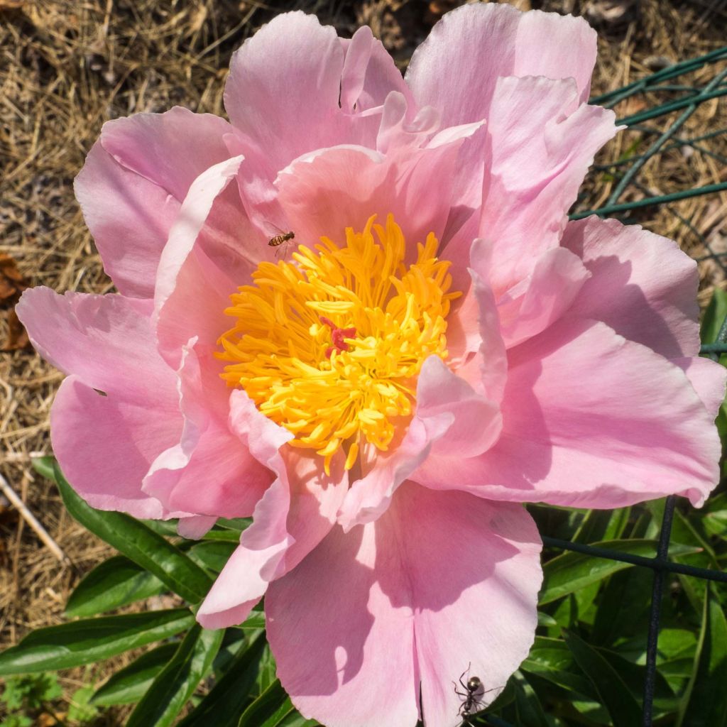 Paeonia lactiflora Sea Shell