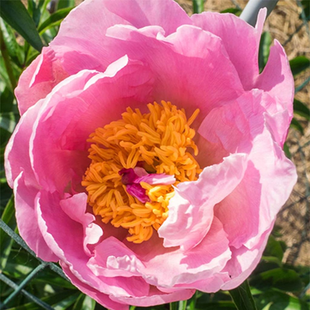 Paeonia lactiflora Sea Shell