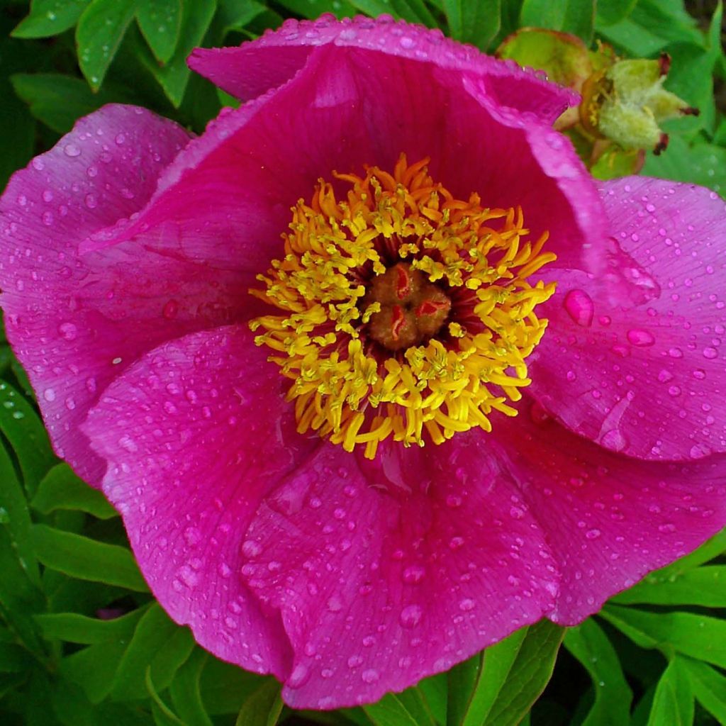 Paeonia officinalis Mollis