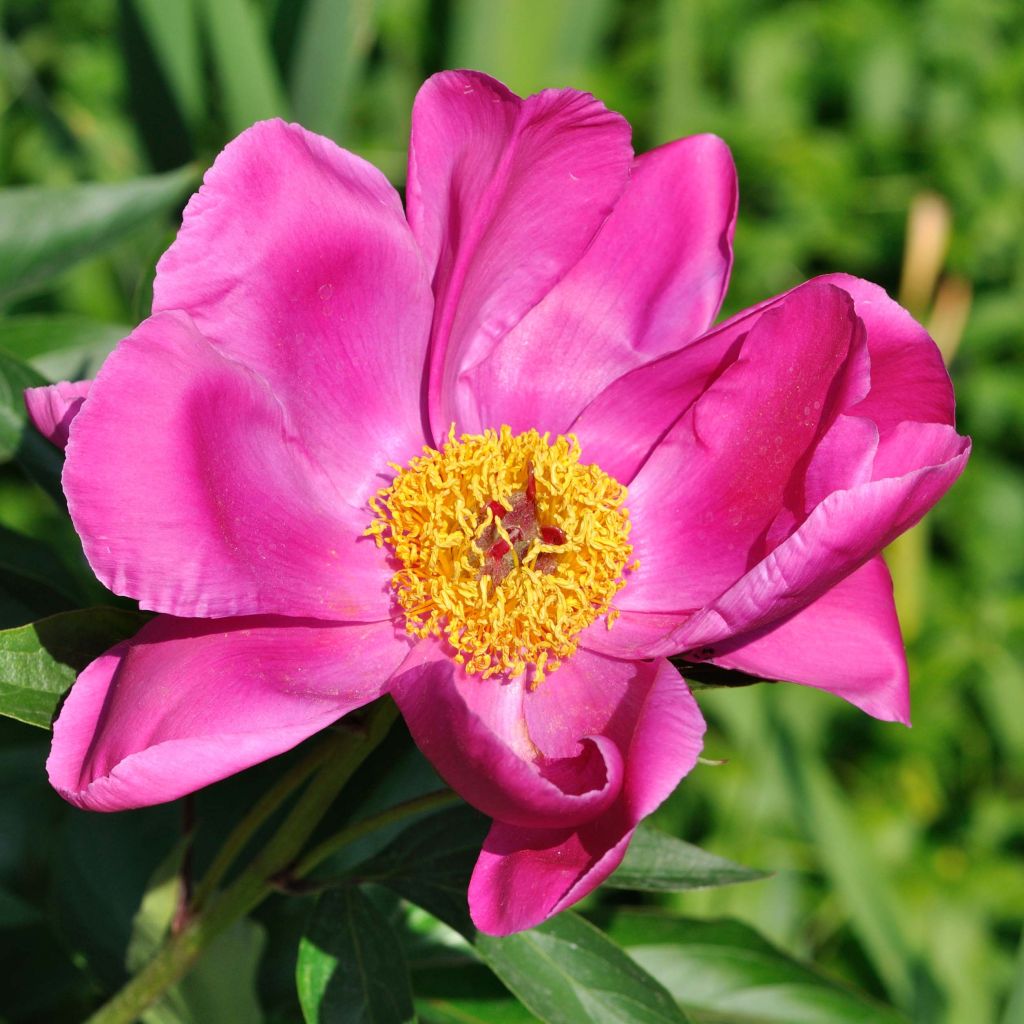 Paeonia officinalis Mollis