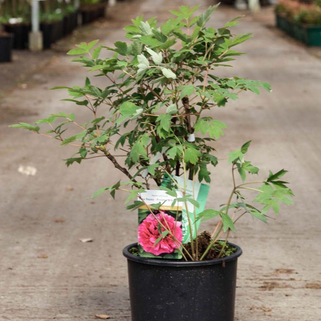 Paeonia suffruticosa Wu Long Peng Sheng - Tree Peony