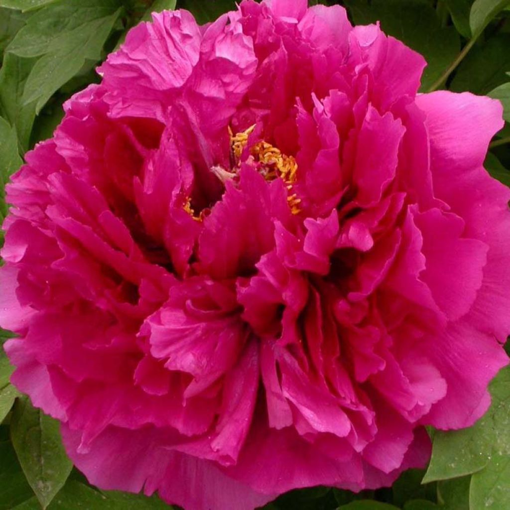 Paeonia suffruticosa Wu Long Peng Sheng - Tree Peony