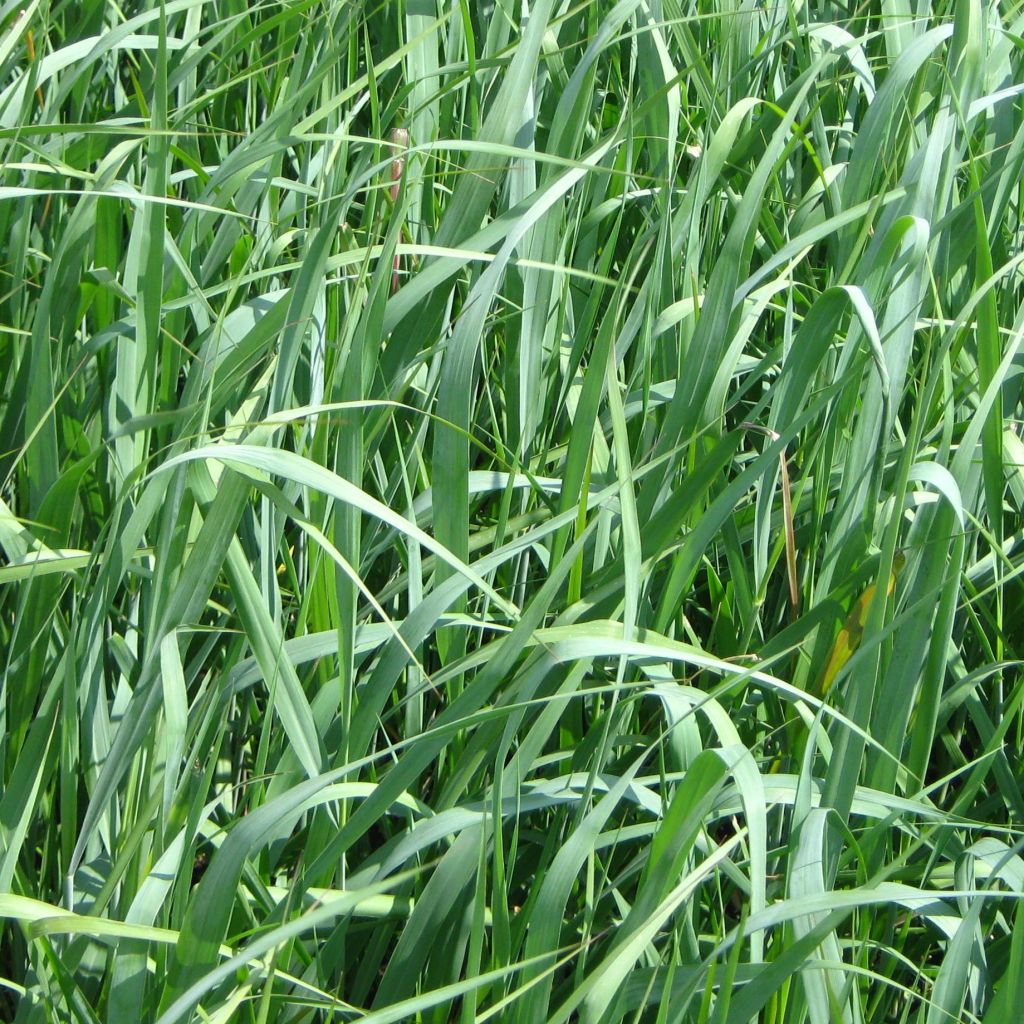Panicum virgatum Dallas Blues - Switchgrass
