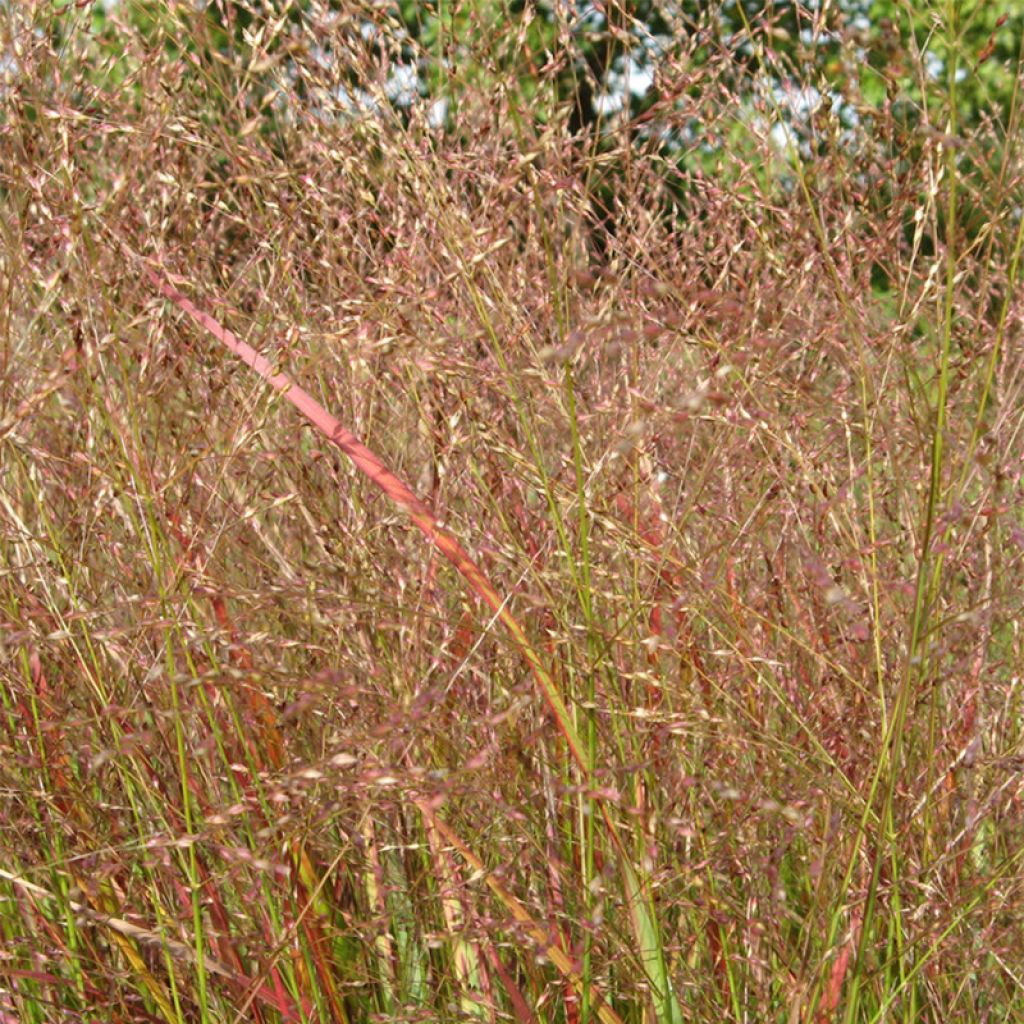 Panicum virgatum Hänse Herms - Switchgrass