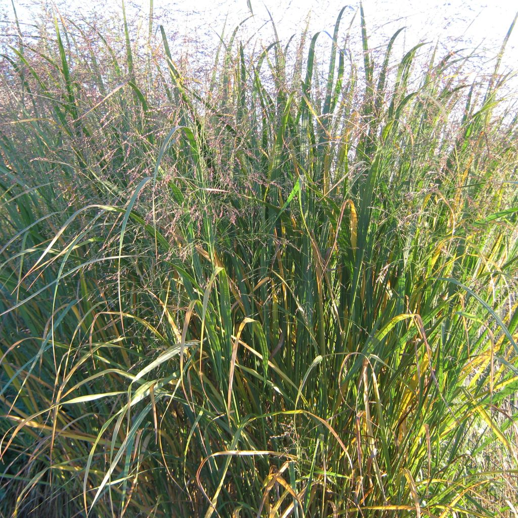 Panicum virgatum Thundercloud - Switchgrass