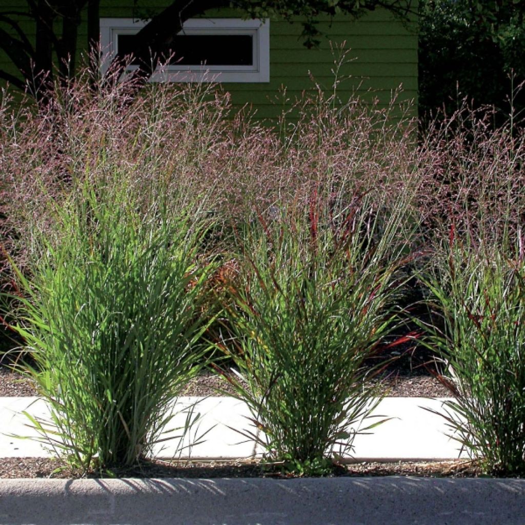 Panicum virgatum Rehbraun - Switchgrass