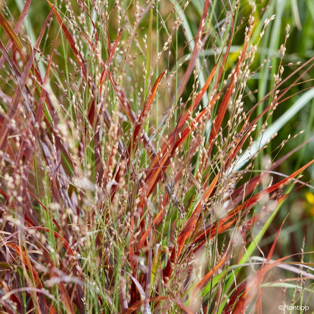 Panicum virgatum Hot Rod - Switchgrass