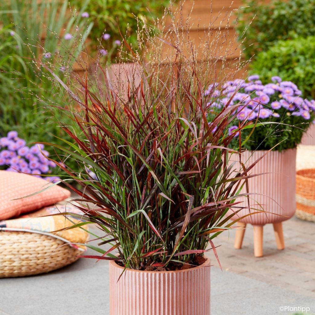 Panicum virgatum Hot Rod - Switchgrass