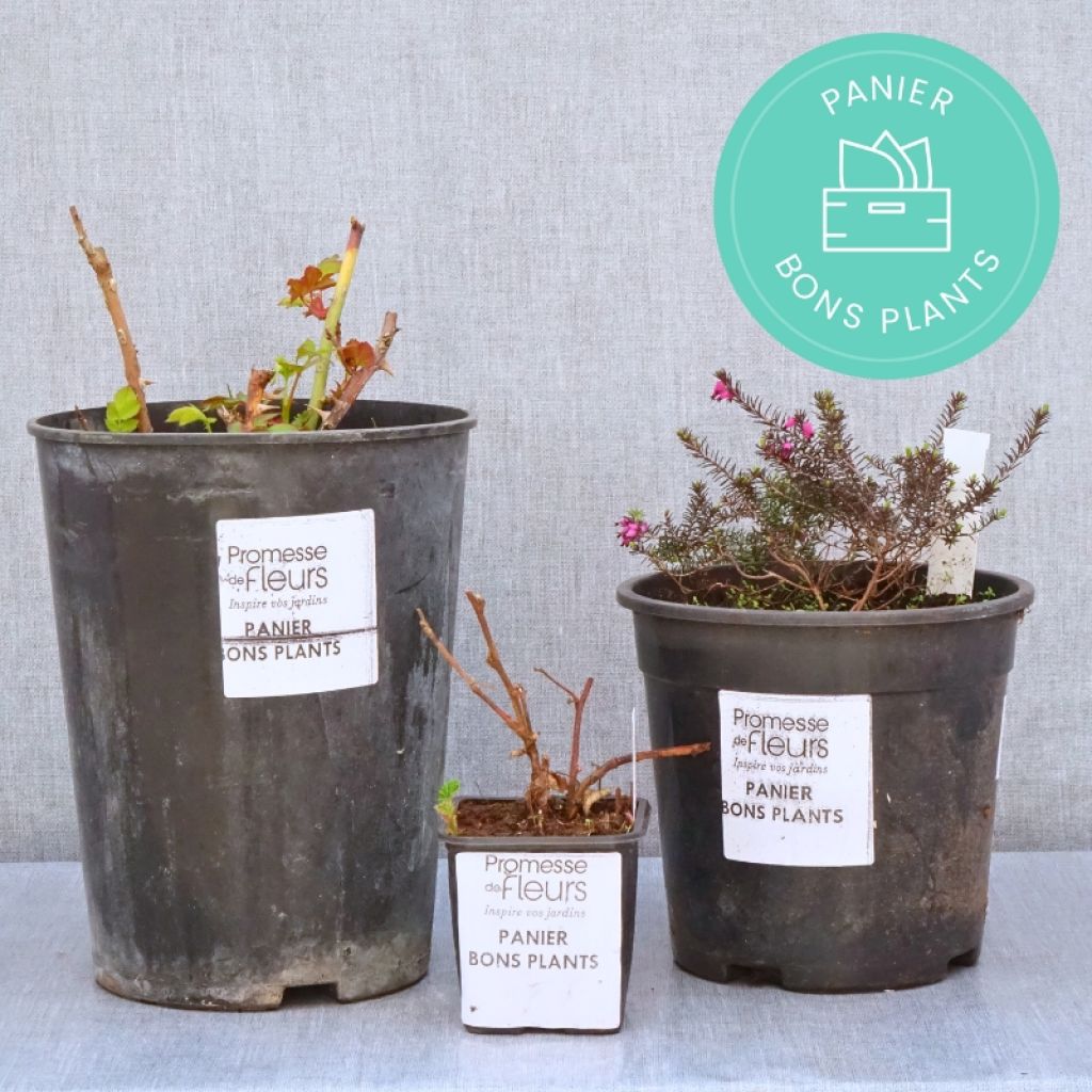 Zero waste baskets