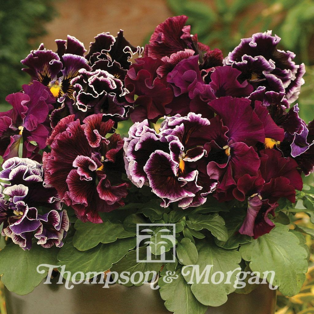 Pensée Chalon Supreme Wildberry Mixed