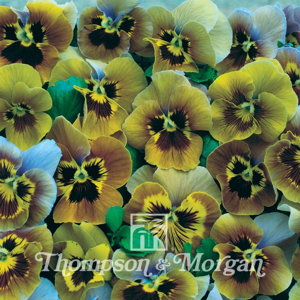 Viola - Pansy Envy Seeds
